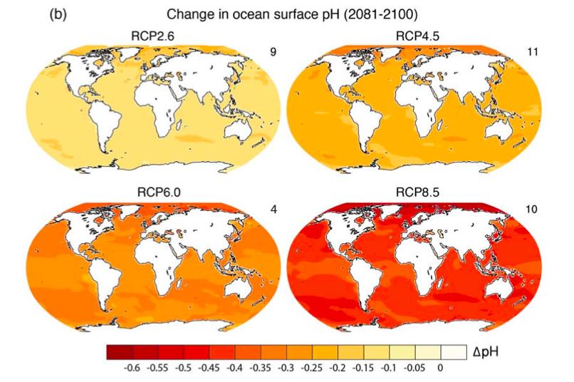 Ocean will be more acidic by the end of