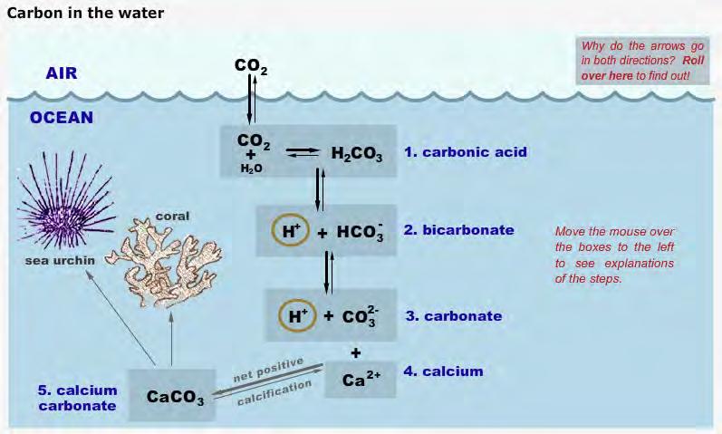 Climate Literacy Concept #7d The chemistry of ocean water is changed by absorption of carbon dioxide from the atmosphere (ocean acidification).