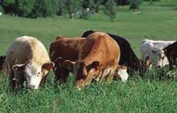 Preventing Grass Tetany Grass tetany is also known as magnesium tetany or grass staggers.