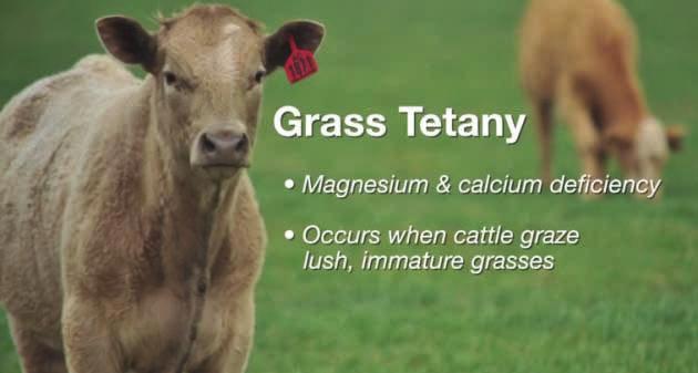 Although the highest risk is in spring, grass tetany can occur in the middle of winter or summer when unusual weather results in rapid growth on farms where fertility (especially nitrogen and