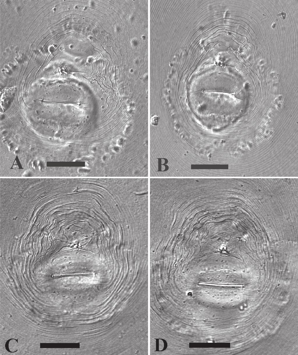 70 Gerrit Karssen et al. / ZooKeys 181: 6777 (2012) Figure 1. LM photographs of perineal patterns of M. mayaguensis (A, B) and M. enterolobii (C, D). Bar = 25 µm.