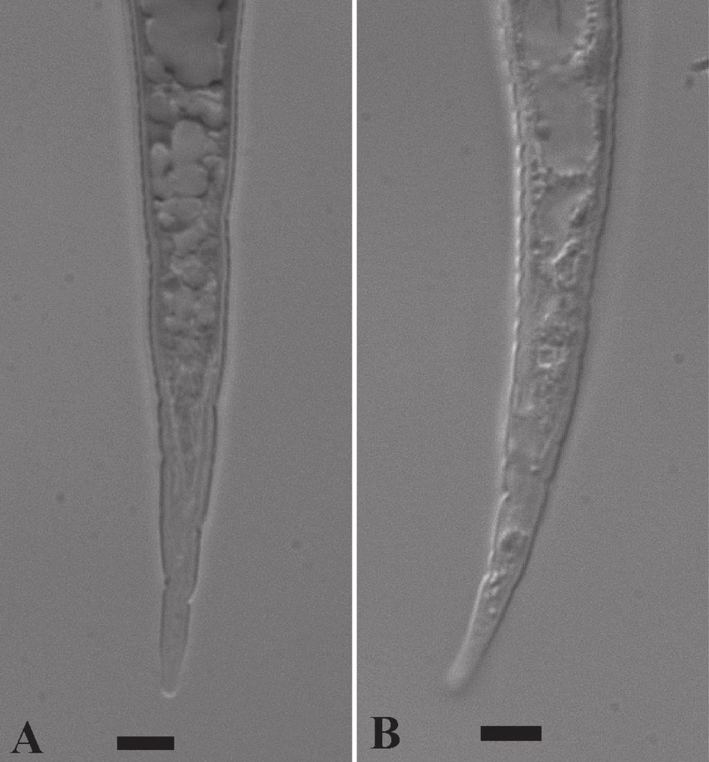 On the species status of the root-knot nematode Meloidogyne mayaguensis... 71 Figure 2. LM photographs of second-stage juvenile tails of M. mayaguensis (A) and M. enterolobii (B). Bar = 5 µm.
