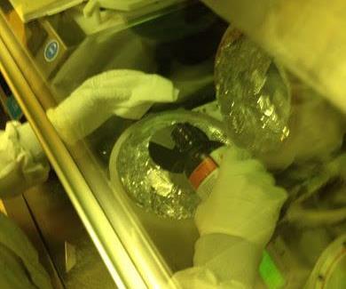onto a silicon wafer to be used as a PDMS mold.