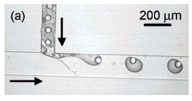 Figure 8: Formation of W/O/W microemulsions in a T junction- The formation of W/O/W microemulsions at a second T-junction after W/O microdroplets are formed and flow down the dispersed phase channel