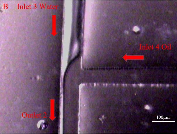 Thus, the hydrophilic device was tested separately in a single T junction device (Device 2A and 2B) in an attempt to create O/W droplets on the hydrophilic PDMS surface.