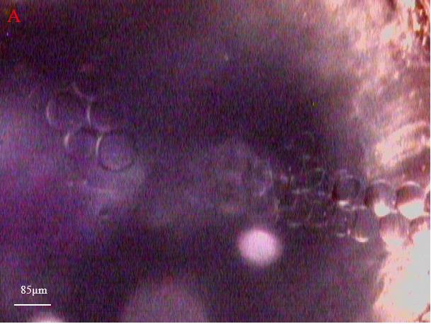 Figure 38: O/W microdroplet formation in Device 2B- A) Stable oil droplets flowing through the Outlet 2 in the bulk aqueous phase.