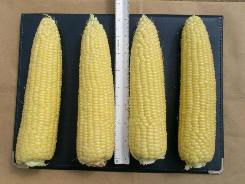 Sweet Corn (12 spacing in 36 or 34 rows): 35 gallons per plant (11, 667 gals per 1000