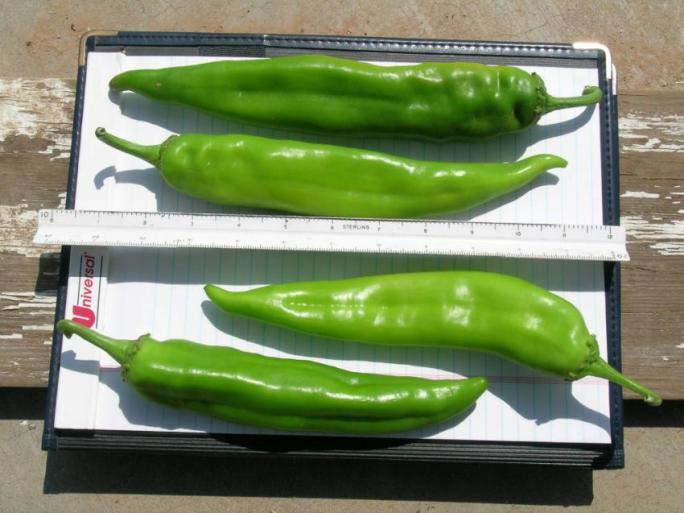 Chile Peppers (18 in 36 rows or 12 inch in 34 rows) 48 to 34 gallons per plant (10,667 to 12,014