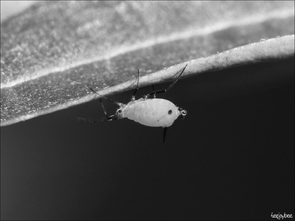 8 The photograph shows an aphid. 10 Aphids are pests of many plants. (a) A female aphid produces 160 offspring in a two-week period and then dies.