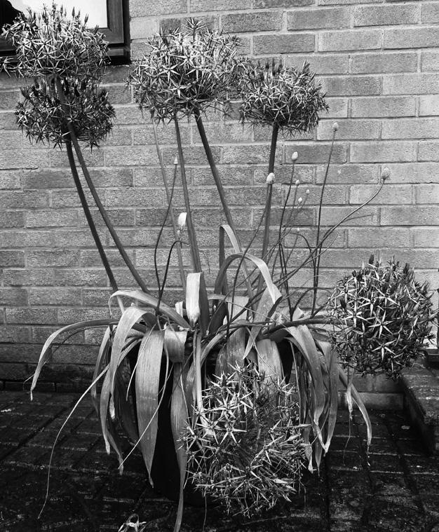 6 The photograph shows a collection of ornamental onions (Alliums) growing in a pot.
