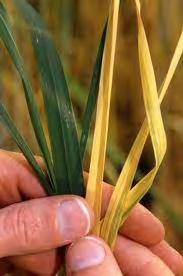 BYDV- symptoms Symptoms can very in appearance and severity depending on crop, time of