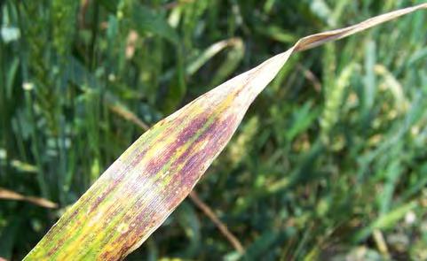 severe stunting occurs Leaves become chlorotic and may turn red to purple from the tip