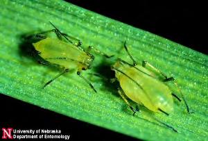 in MN These aphid species differ in their efficiency of