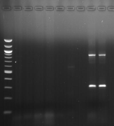 M +ve RT-PCR for Strain Differentiation -ve B I and II I and II: B/CYDVs subgroups I (~830 bp) and II (~370 bp) 1.5 kb 1.