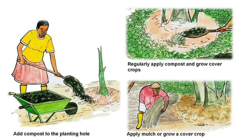 How to improve soil fertility Regularly apply compost and grow cover crops Add compost