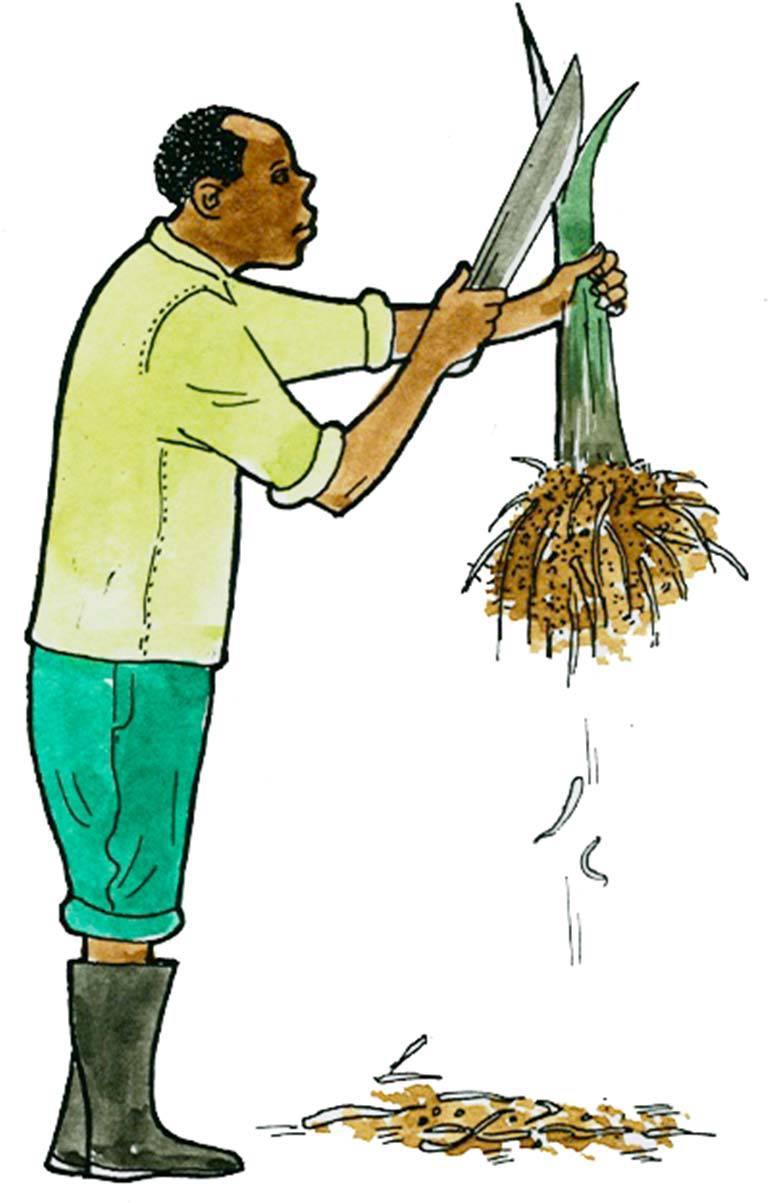 Preparing suckers for planting (corm