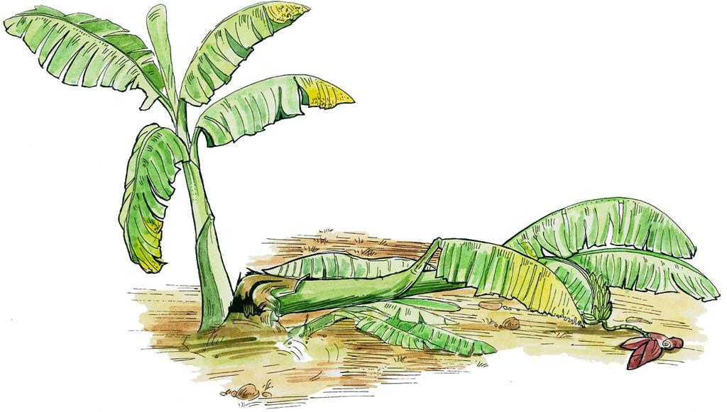 Banana weevil damage Symptoms: Stunted