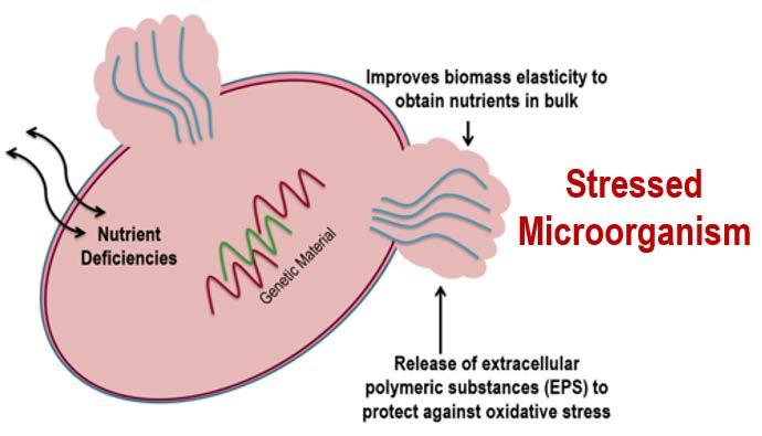 substances (EPS) EPS accumulates within the biofilter media