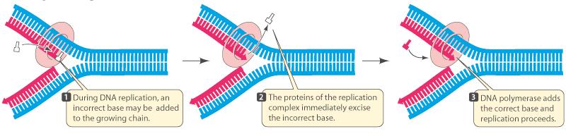 DNA Proofreading During Replication The figure illustrates a replication fork, with red lines representing nucleotides of the new growing polynucleotide chains.