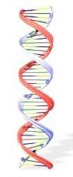 DNA as a Series of Functional Units A molecule of DNA can be thought of as a linear sequence of thousands of specific functional units, interspersed with stretches of DNA with no known function.
