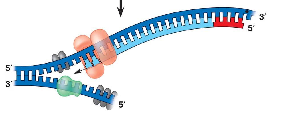 DNA Replication From