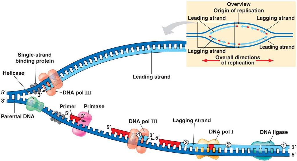 A Summary of DNA Replication in Prokaryotes From textbook Fig. 16.16, p.