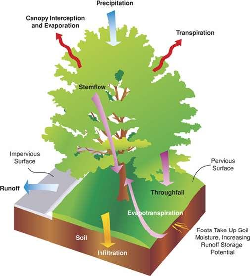 Benefit 1: Stormwater Trees intercept and hold rain on leaves, branches, and