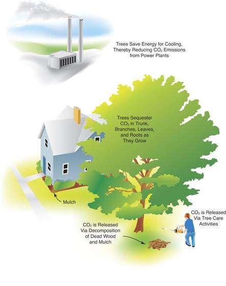 Benefit 4: CO 2 Reduction Trees are largely made of carbon so they take carbon out of the air and turn it into