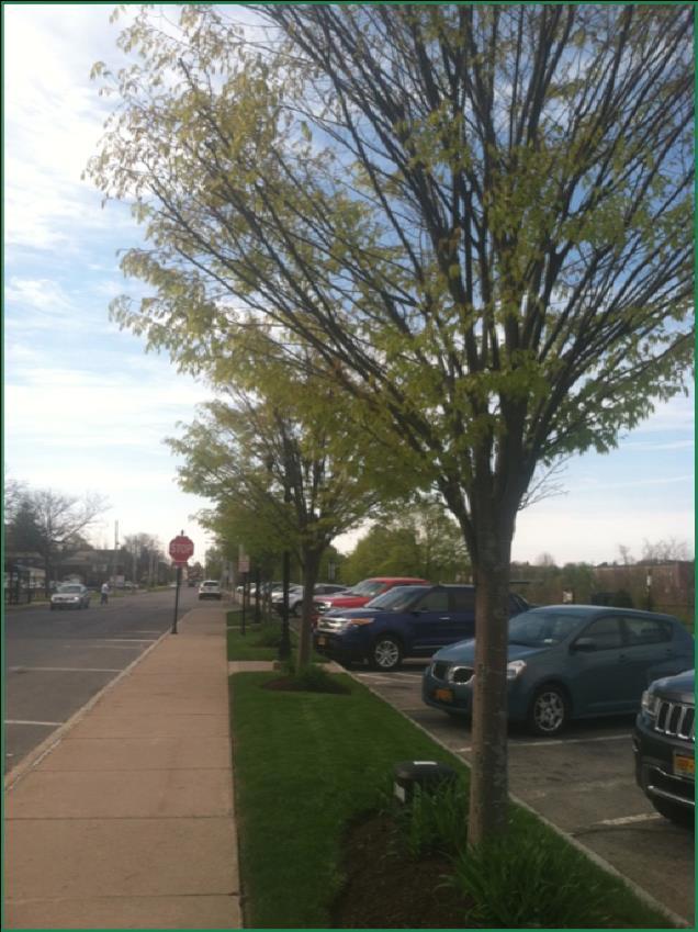 The trees growing along the public streets constitute a valuable community resource.