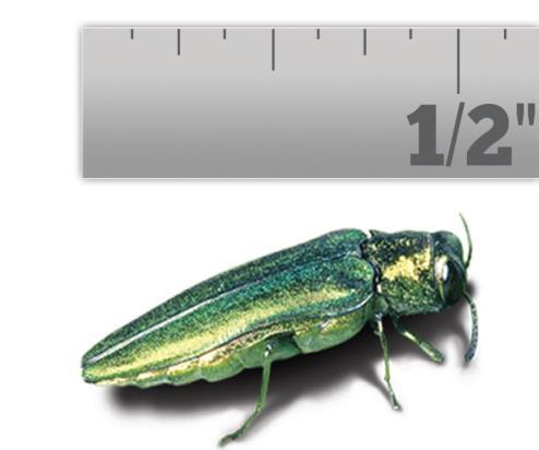 Emerald Ash Borer Emerald ash borer (EAB) (Agrilus planipennis) is responsible for the death or decline of tens of millions of ash trees in 14 states in the American Midwest and Northeast.