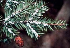 Hemlock Woolly Adelgid Oak Wilt The hemlock woolly adelgid (HWA, Adelges tsugae) was first described in western North America in 1924 and first reported in the eastern United States in 1951 near