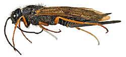 Awareness of the symptoms and signs of a sirex woodwasp infestation increases the chance of early detection, thus increasing the rapid response needed to contain and manage this exotic forest pest.