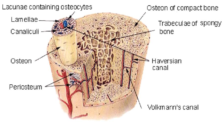 Piezoelectric Tissues