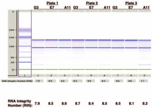 Fig 2. The RNAspin 96 kit yields consistent, high-quality total RNA within and across plates. A microliter of RNA sample (out of a total eluate of 100 μl) was analyzed on the Agilent 2100 bioanalyzer.