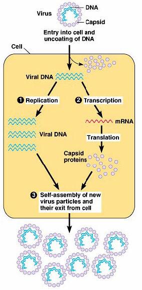 Generalized Viral Lifecycle Parasites o Lack enzymes for metabolism o Lack ribosomes for