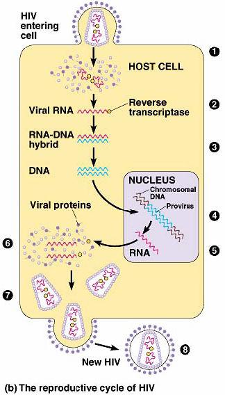 Viral hosts Host range o Each type of virus can infect & parasitize only a limited range of host cells.