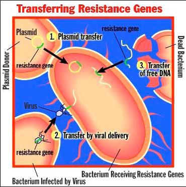 Transformation Bacteria are opportunists o Pick up naked foreign DNA wherever it may be hanging out Have surface transport proteins that are specialized for the uptake of naked DNA.