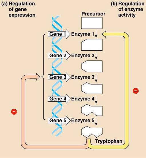 Bacterial Genetics: Regulation of Gene Expression Regulation of metabolism Feedback inhibition o Product acts as an allosteric inhibitor of 1st enzyme in tryptophan pathway Gene regulation o Block