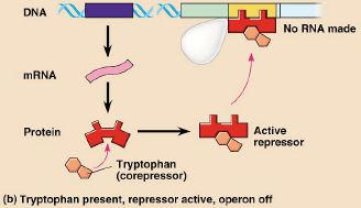 Operons Bacteria often group together genes with related functions o ex.