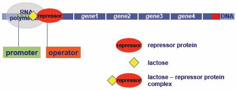 read as 1 unit & a single mrna is made Operon o operator, promoter & genes they control Repressible operon: Tryptophan