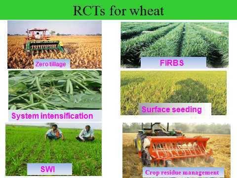 Followings are the brief account of RCTs feasible for sustainable rice and wheat production: System of Rice Intensification (SRI) This method of rice cultivation was developed in 1983 in Madagaskar
