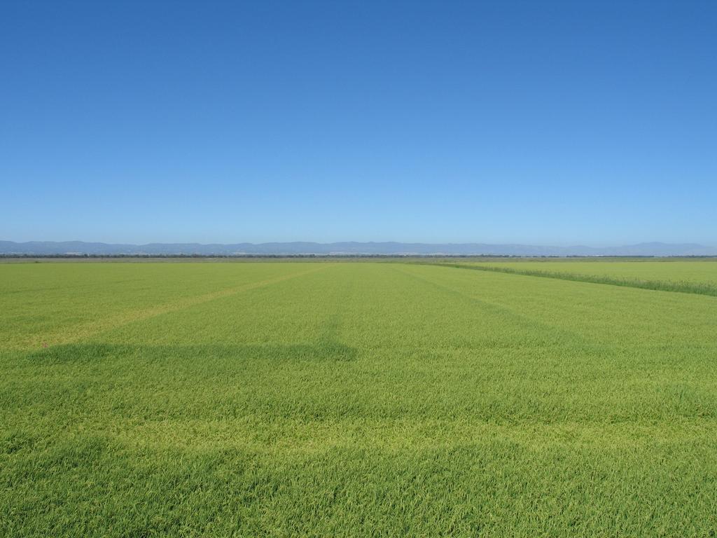 Grower test - field scale Grain yields (lb/ac) Aqua + starter 2007 9,530 Field 1 9,710 Field 2 8,530