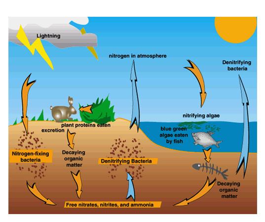 C. Nitrogen Cycle 1. nitrogen is found in the atmosphere in the form of a gas 2. nitrogen fixation the changing of nitrogen gas into nitrogen solid Occurs by : a. nitrogen fixing bacteria b.