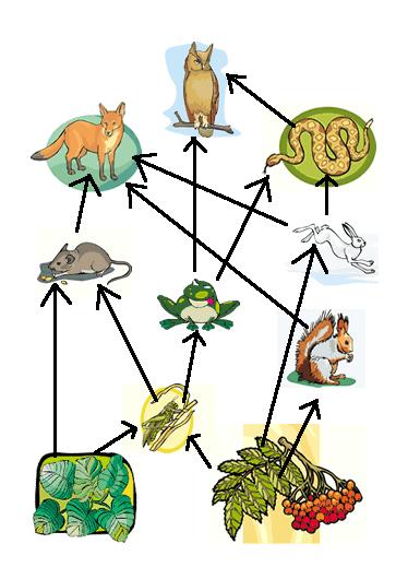 food chain shows how matter and energy move through an ecosystem a.