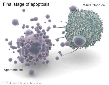 Apoptosis, Cell Death, survival and growth One of the recurring topics of research is
