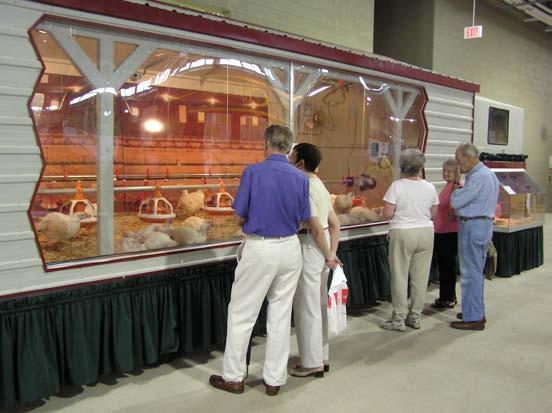 Turkeys/Broilers Display market weight/sized birds and explain this to the visitor. Chicks and poults can also be displayed to attract interest and illustrate growth rates.