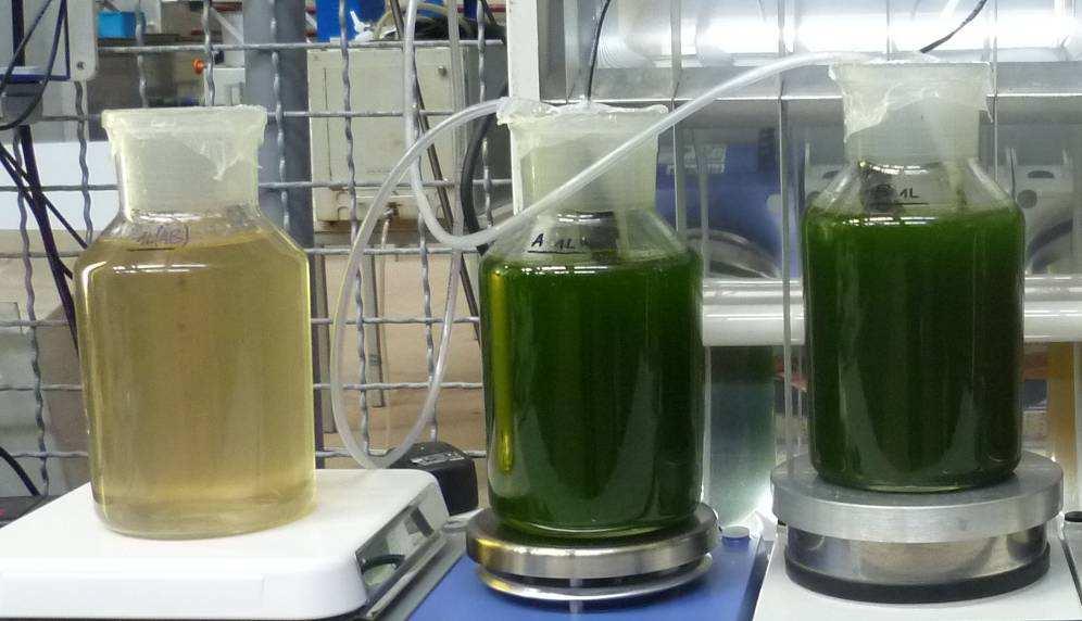 9 Experiments real wastewater A: Urban wastewater + Scenedesmus sp. grown in normal media B:Urban wastewater+ Scenedesmussp.