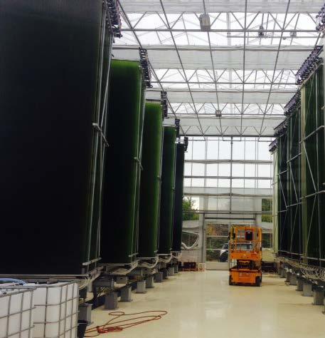 BIOEXTRACTION EFFICIENCY Batch and semi-continuous largescale test-production of algae Batch: 4.