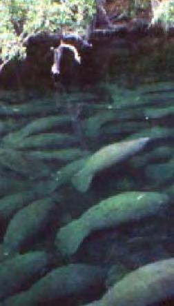 St. Johns River WMD Volusia Blue Spring Identified winter manatee aggregation as most important resource value