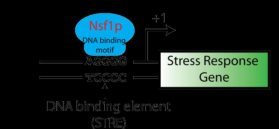 Nutrient and Stress Factor 1 (NSF1) NSF1 encodes a C 2 H 2 zinc